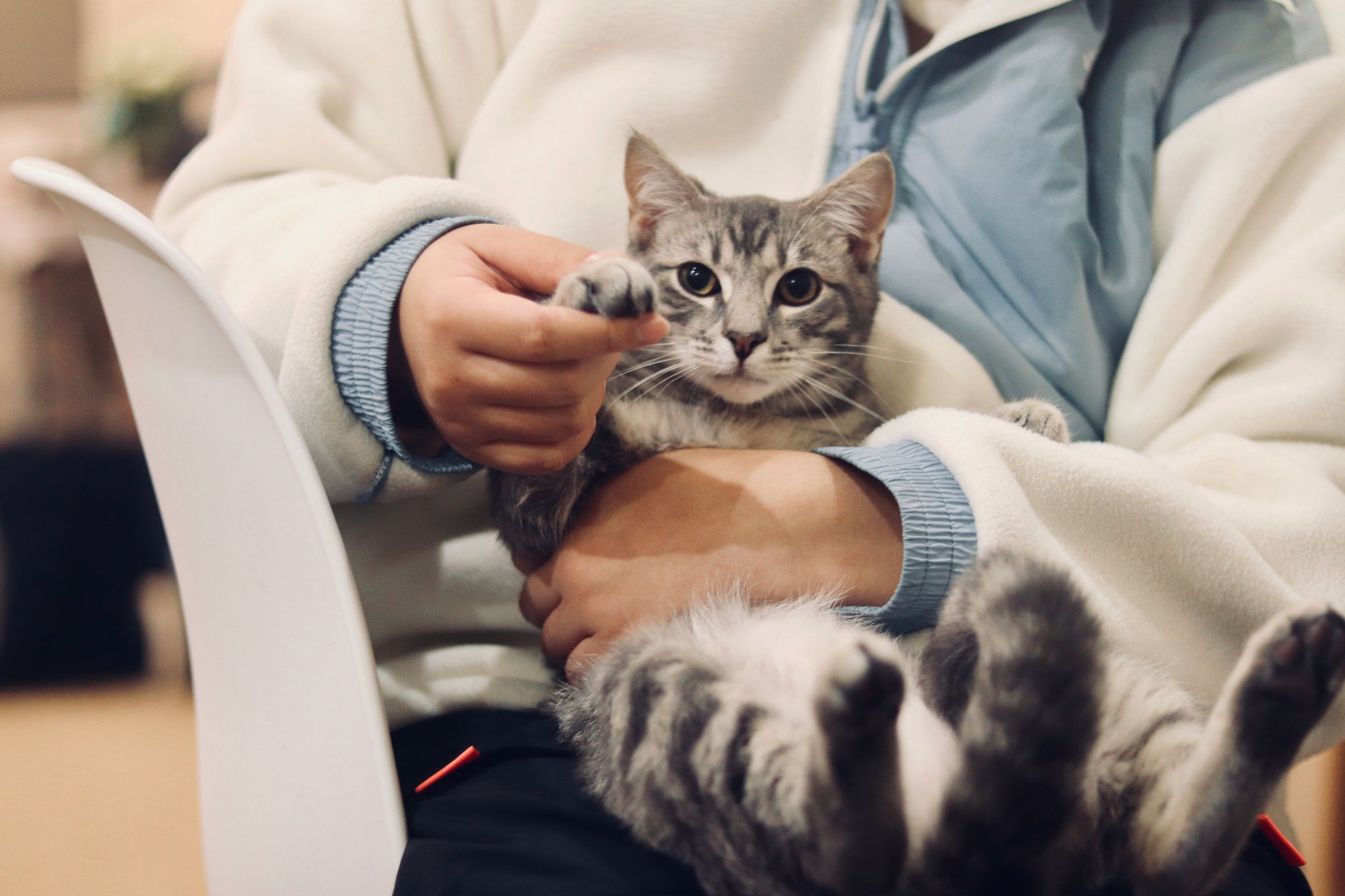 A tabby cat held in its owner's lap, raising a paw